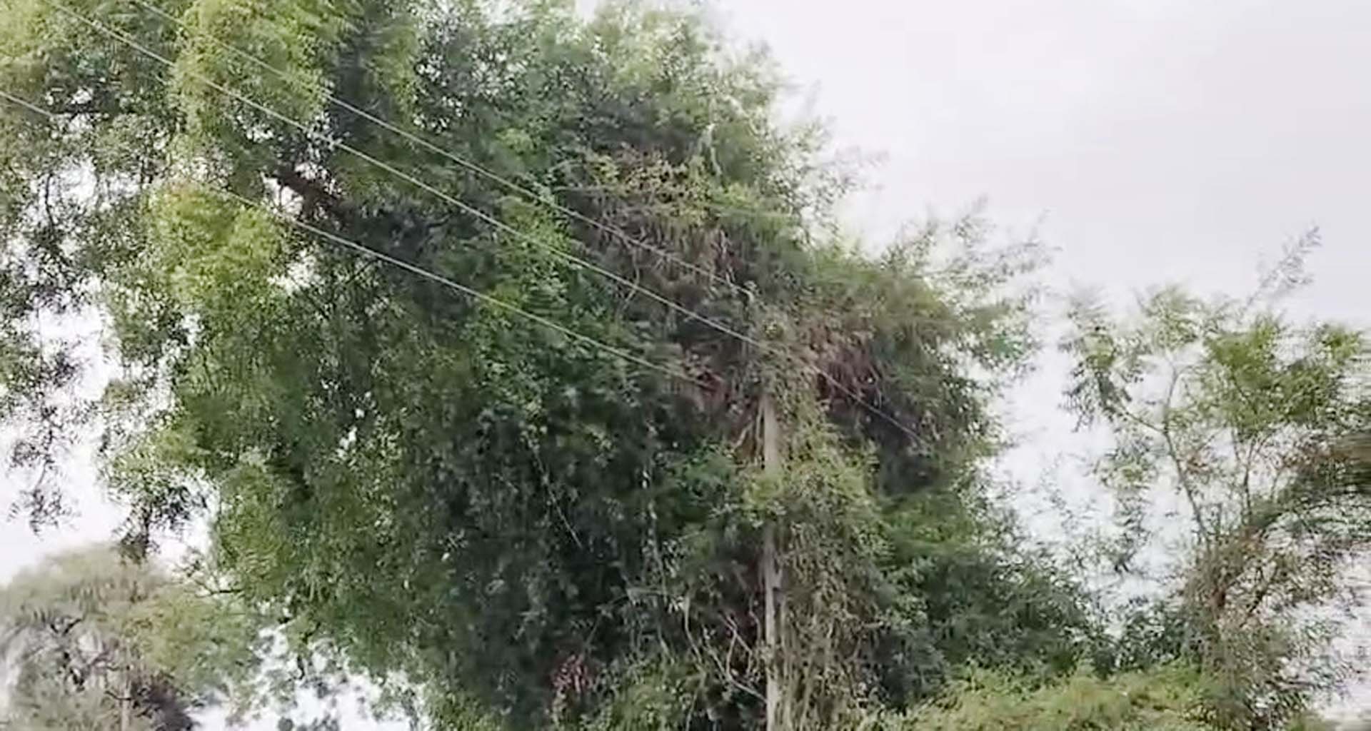 માથે ઝળુંબતું મોતનું સંકટ : ડીસાના બાઈવાડા સબ સ્ટેશનની વીજ લાઈનો બની જોખમી  