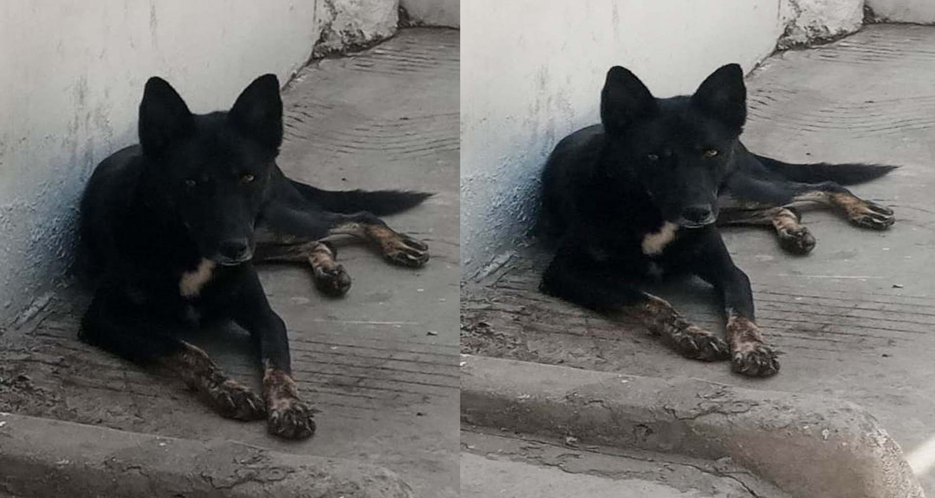 ચૂંટણી ટાણે જ હાલાકી : પાલનપુરમાં રખડતા શ્વાનોનો આતંક, તંત્રની ઘોર ઉદાસીનતા