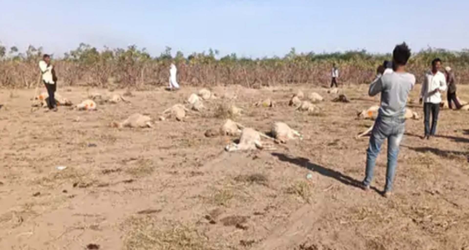 પાટણના સમી પંથકમાં અરેરાટી : એરંડાના પાન ખાવાથી 35 ઘેટા-બકરાંનાં મોત