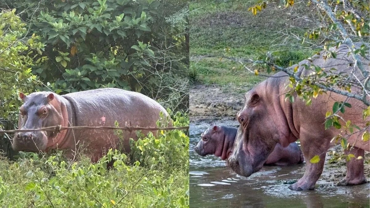 અનંત અંબાણીએ કોલંબિયાને 80 હિપ્પો બચાવવા અપીલ કરી, તેમને વંતારામાં આજીવન ઘર આપવાની ઓફર કરી