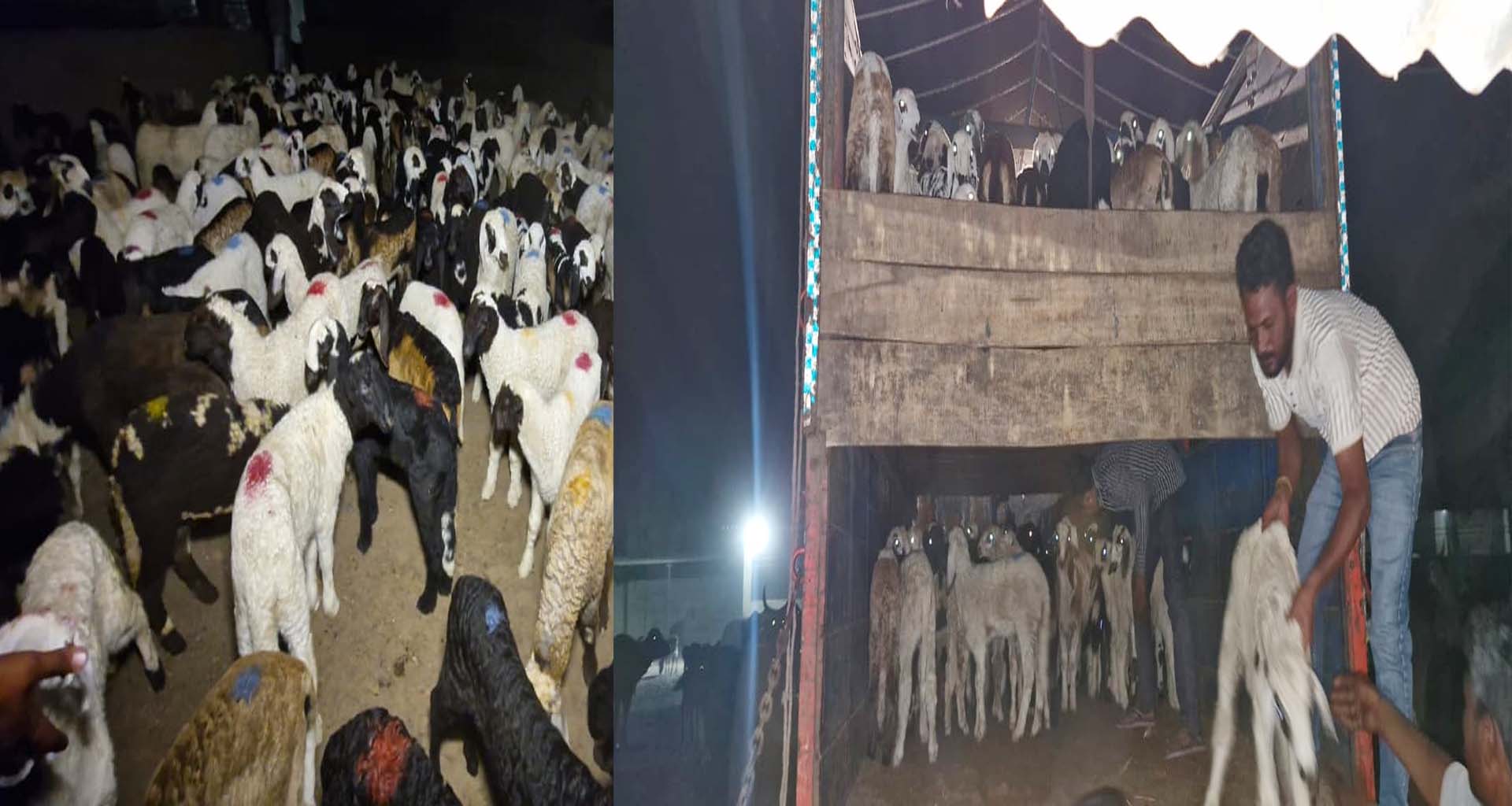 જીવદયાનો વિજય: પાલનપુર પાસે ૨૫૦ નવજાત ઘેટાં-બકરાનું દિલધડક રેસ્ક્યુ