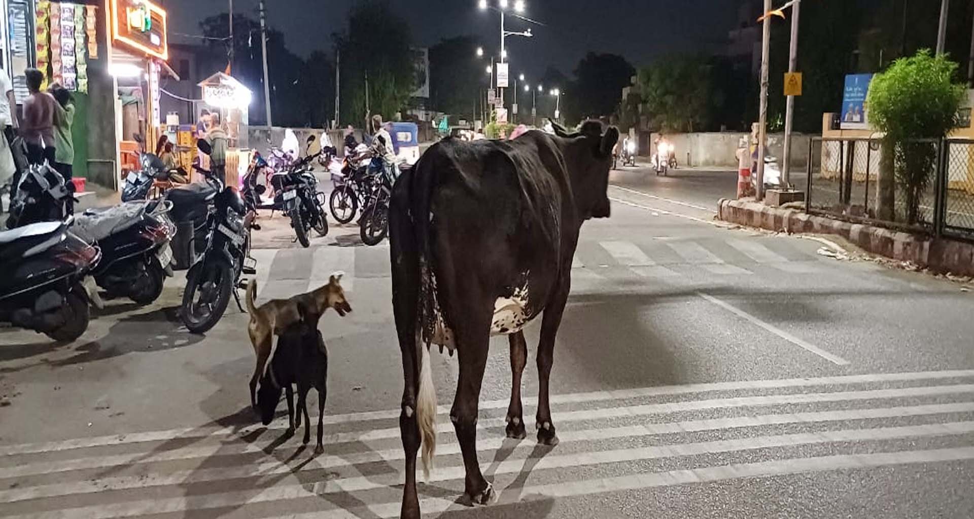 મહેસાણામાં રસ્તે રખડતા ઢોરોનો ત્રાસ યથાવત: મનપા તંત્રની બેદરકારી કે લાલીયાવાડી ?