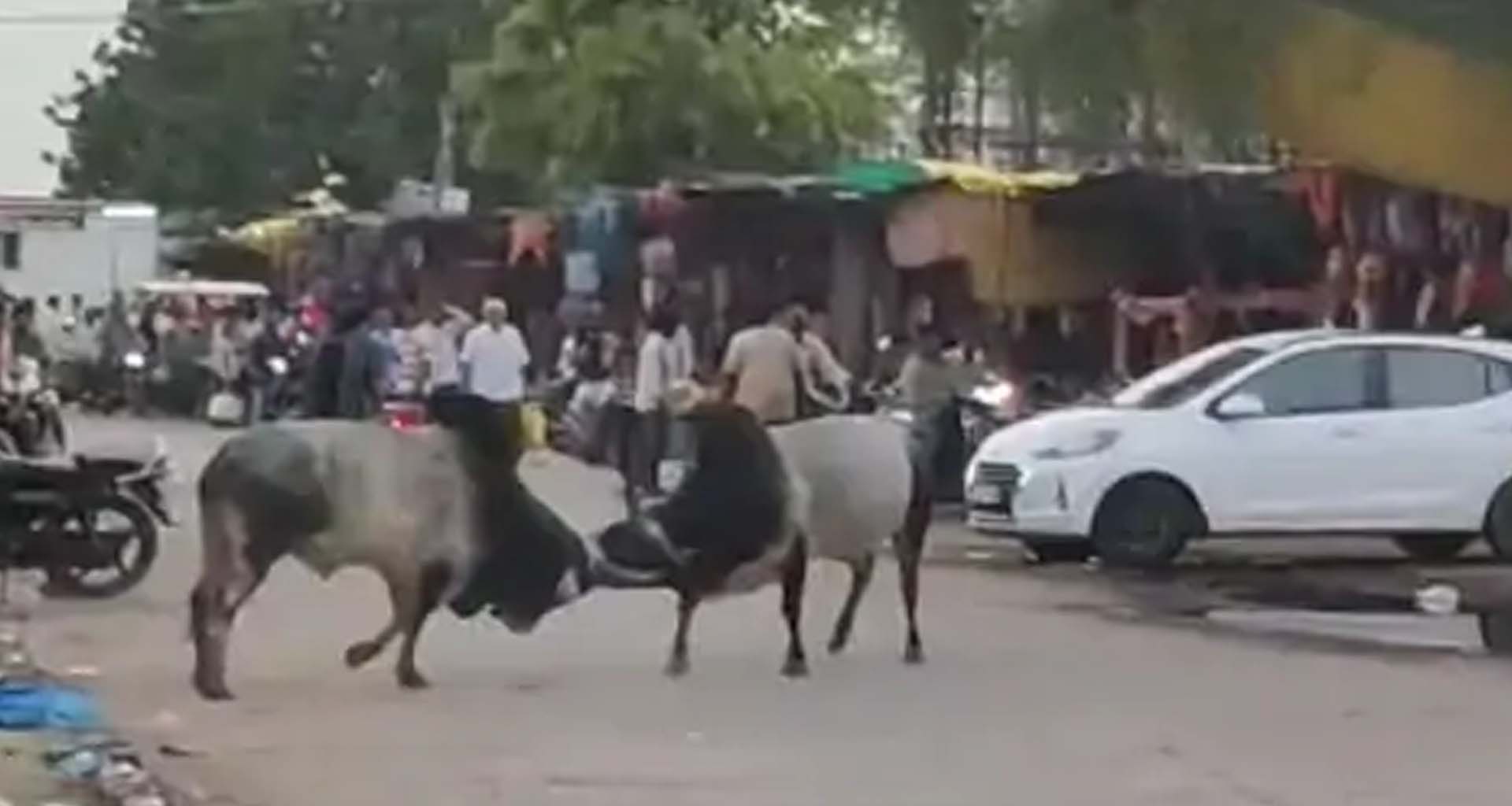 ભિલોડા બજારમાં આખલા યુદ્ધ: વેપારીઓ અને રાહદારીઓમાં મચી ભારે અફરાતફરી