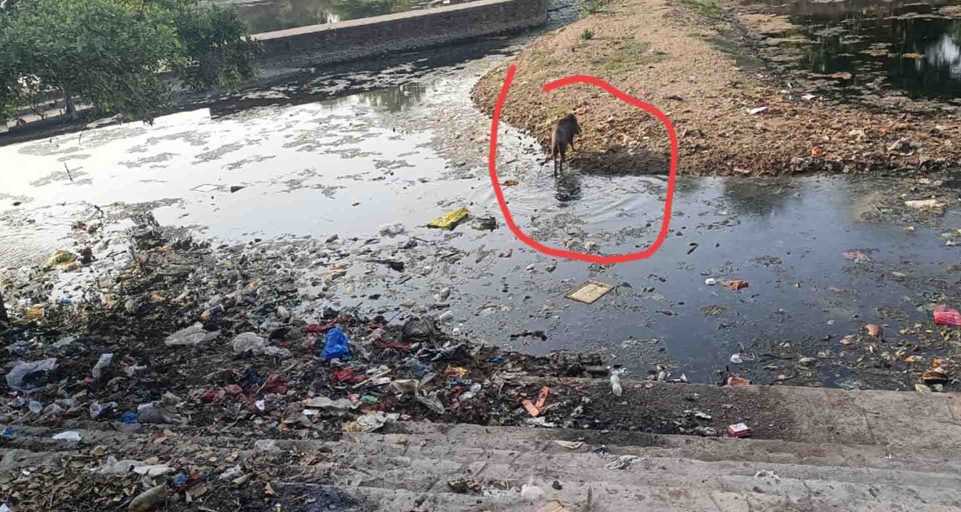 બાલારામ નદી સફાઈ ના અભાવે બની ગંદકીનું ધામ; સ્નાન કરવામાં પ્રવાસીઓમાં કચવાટ