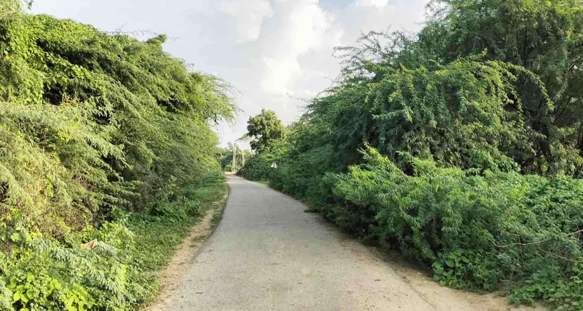 વાવ ના દૈયપ ત્રણ રસ્તા થી મીઠાવી રાણા રોડ પર બાવળો નું સામ્રાજ્ય છવાયું