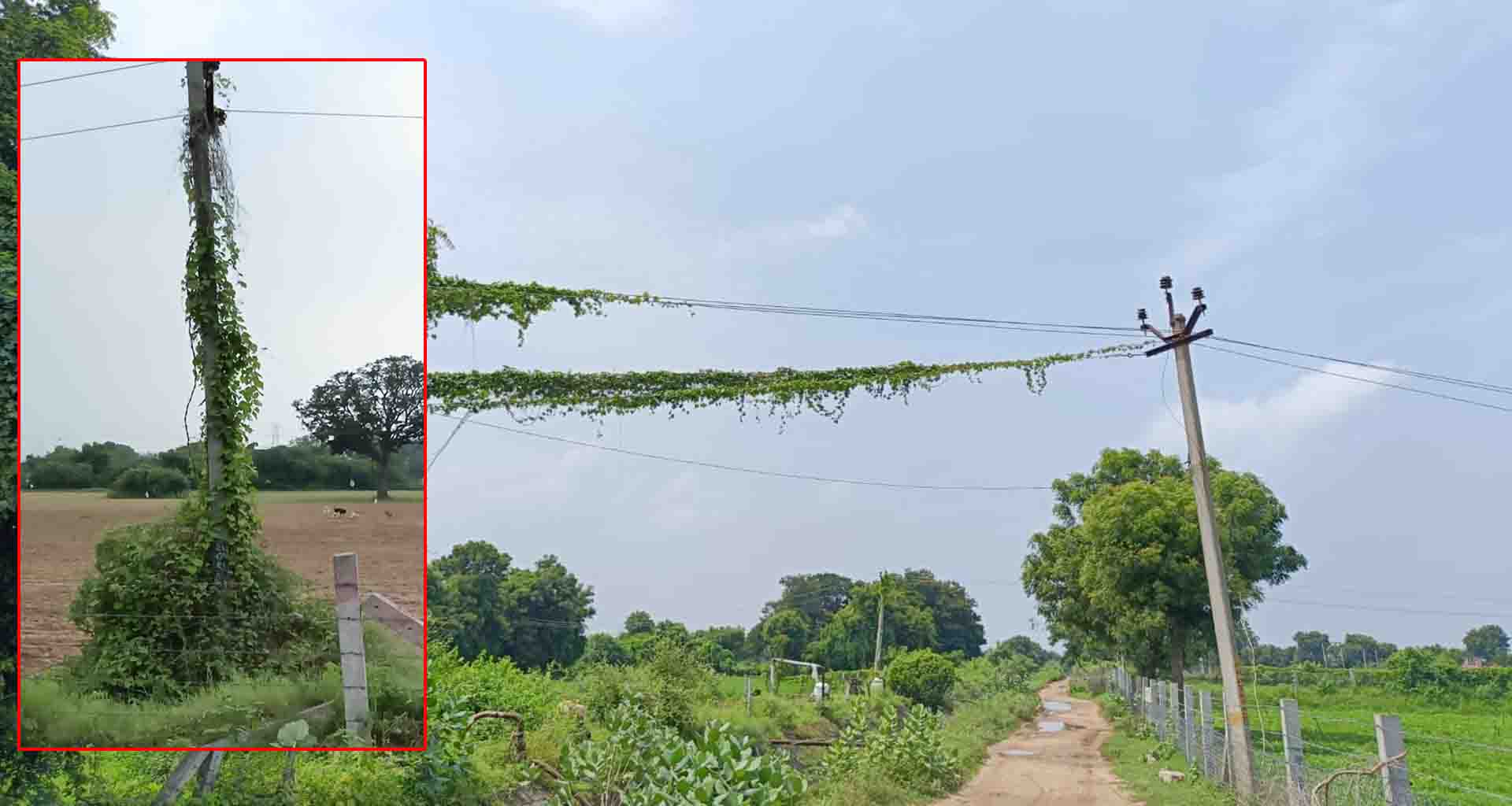 બાઈવાડા અને વિઠોદર સબ સ્ટેશનની વિજ લાઇન ઉપર ઝાડી ઝાંખરનું સામ્રાજ્ય