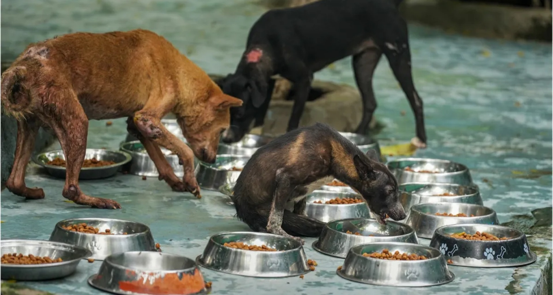 રખડતા કૂતરાઓ સંબંધિત સમસ્યાઓ વિશે પહેલા અમને જણાવો', RWA લોકોને સલાહ આપી