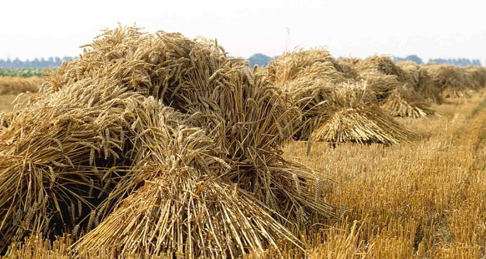 બનાસકાંઠા જિલ્લામાં ઉનાળાના આરંભે પાણીની ગંભીર સમસ્યા વચ્ચે પશુપાલકોની હાલત કફોડી