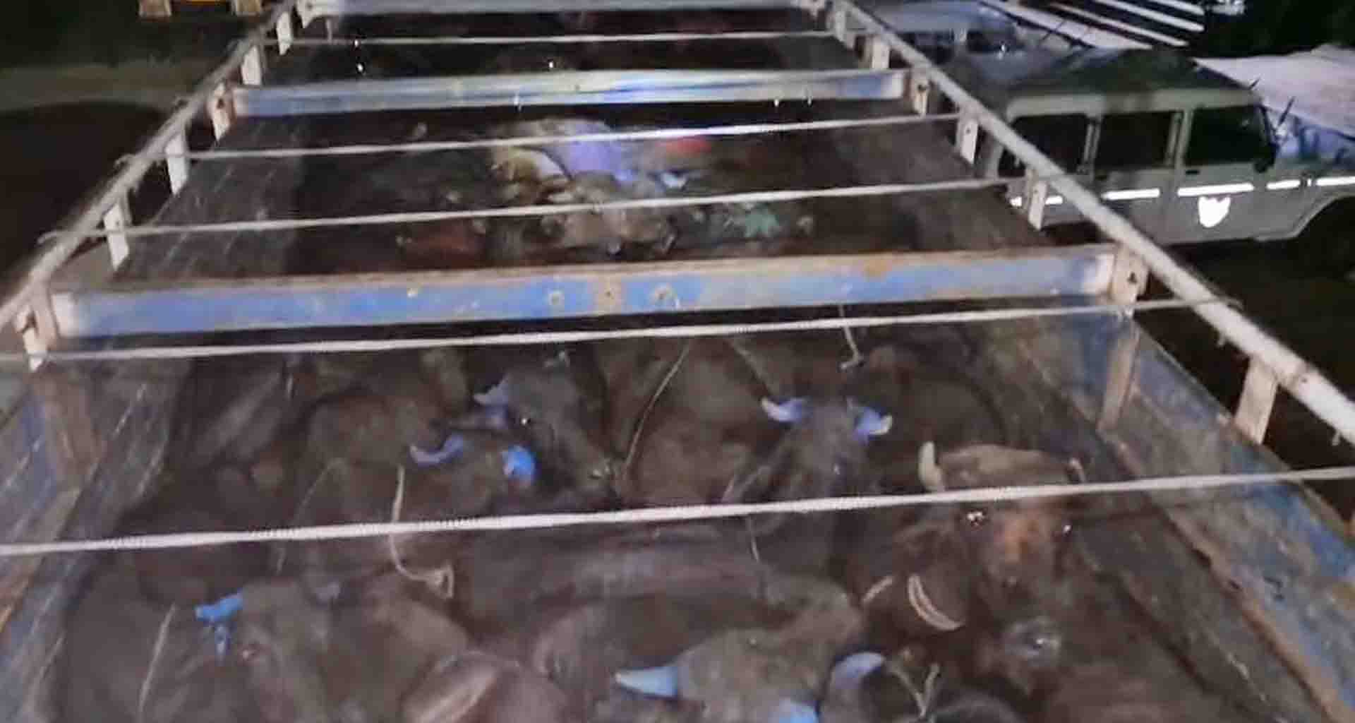 પાલનપુરમાંથી 70 અબોલ પશુઓ ભરેલી ટ્રક ઝડપાઇ ગૌરક્ષકોની મહેનતને કારણે અબોલ પશુ ધનનો બચાવ