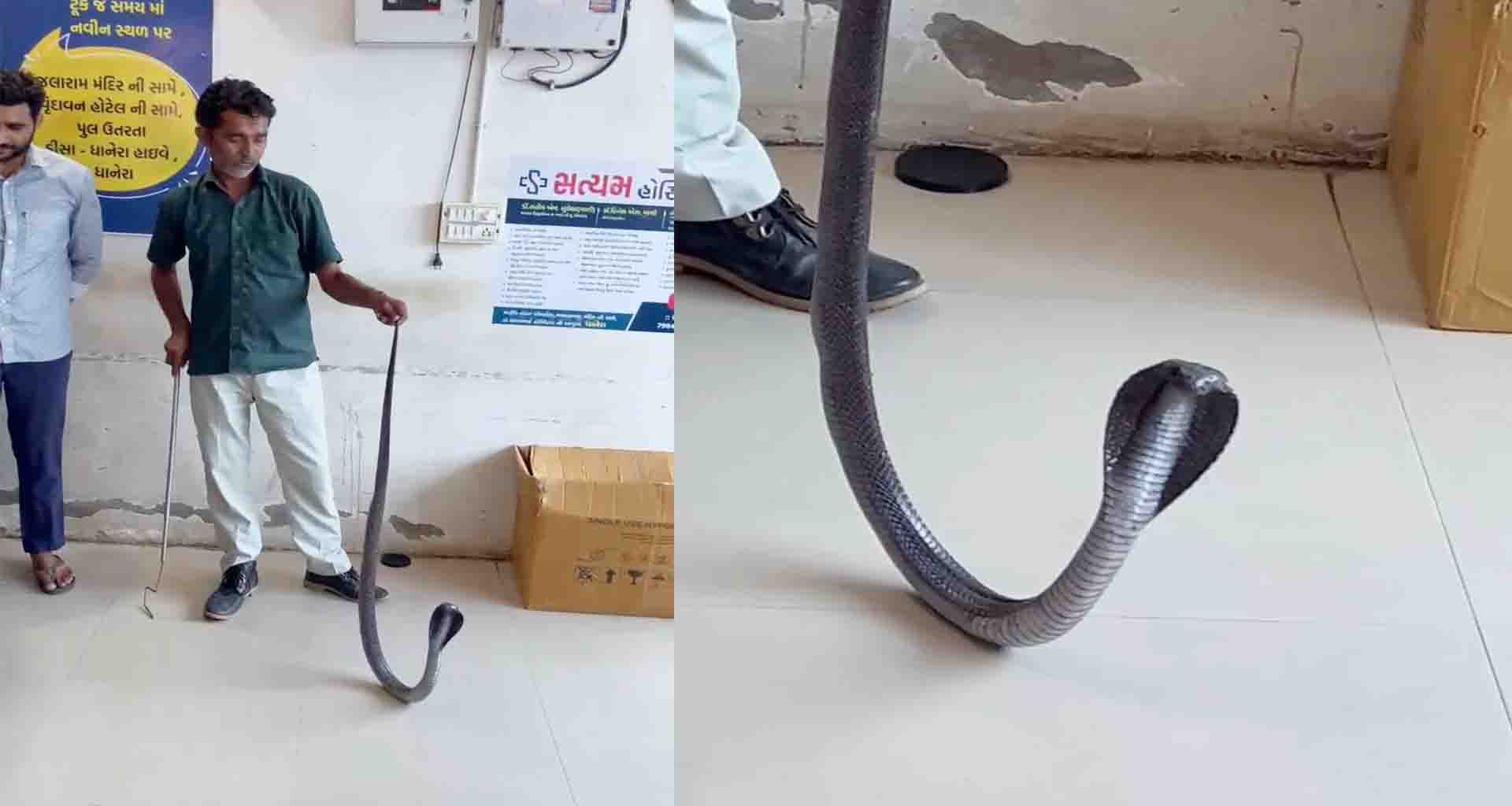 ધાનેરાની એક ખાનગી હોસ્પિટલમાં જીવતા સાપનો વીડિયો વાયરલ
