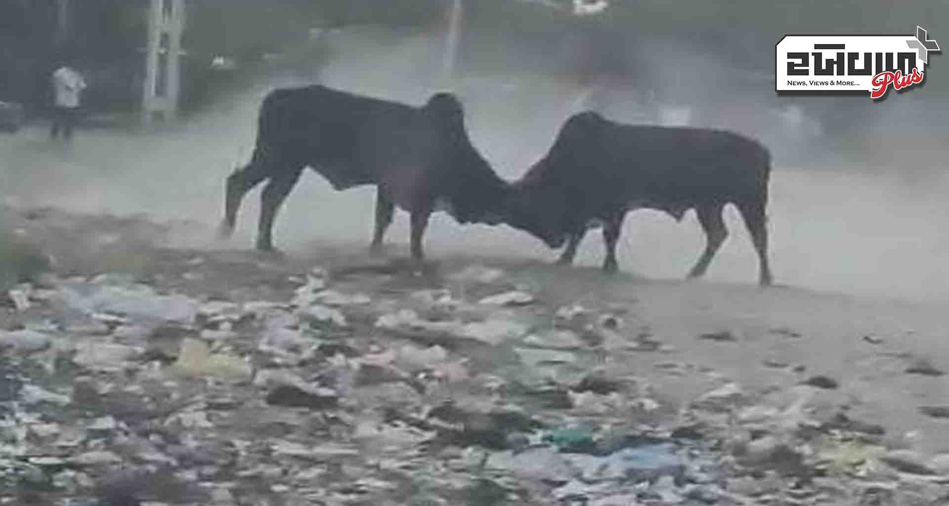 સાસમ ગામમાં આખલા યુદ્ધમાં યુવક ઇજગ્રસ્ત સારવાર અર્થે ખસેડાયો