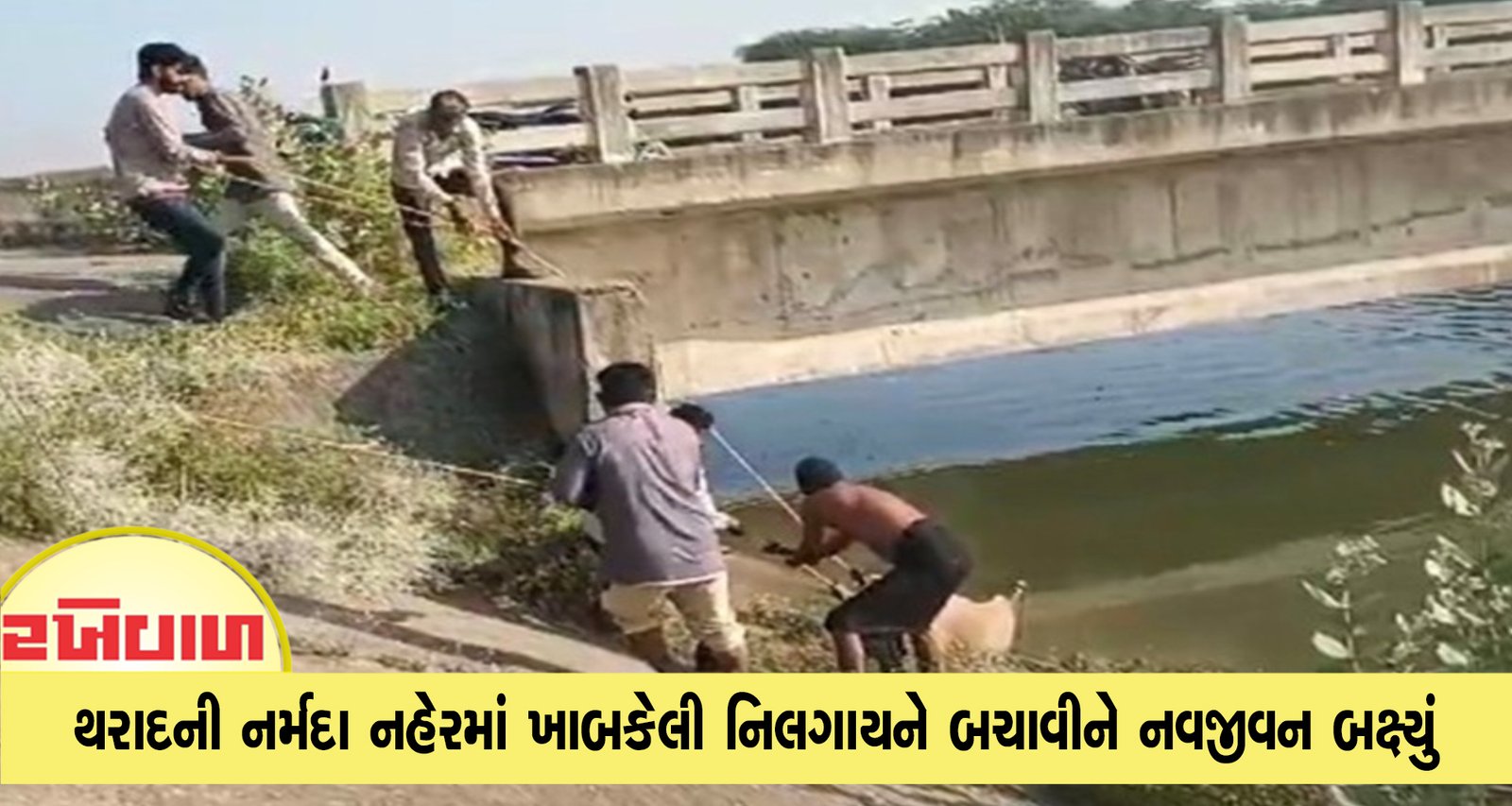 થરાદની નર્મદા નહેરમાં ખાબકેલી નિલગાયને બચાવીને નવજીવન બક્ષ્યું