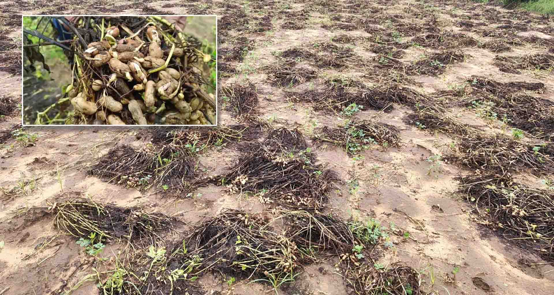 પાલનપુર અને વડગામ પંથકમાં બાજરી અને મગફળીના પાકને વ્યાપક નુકશાન