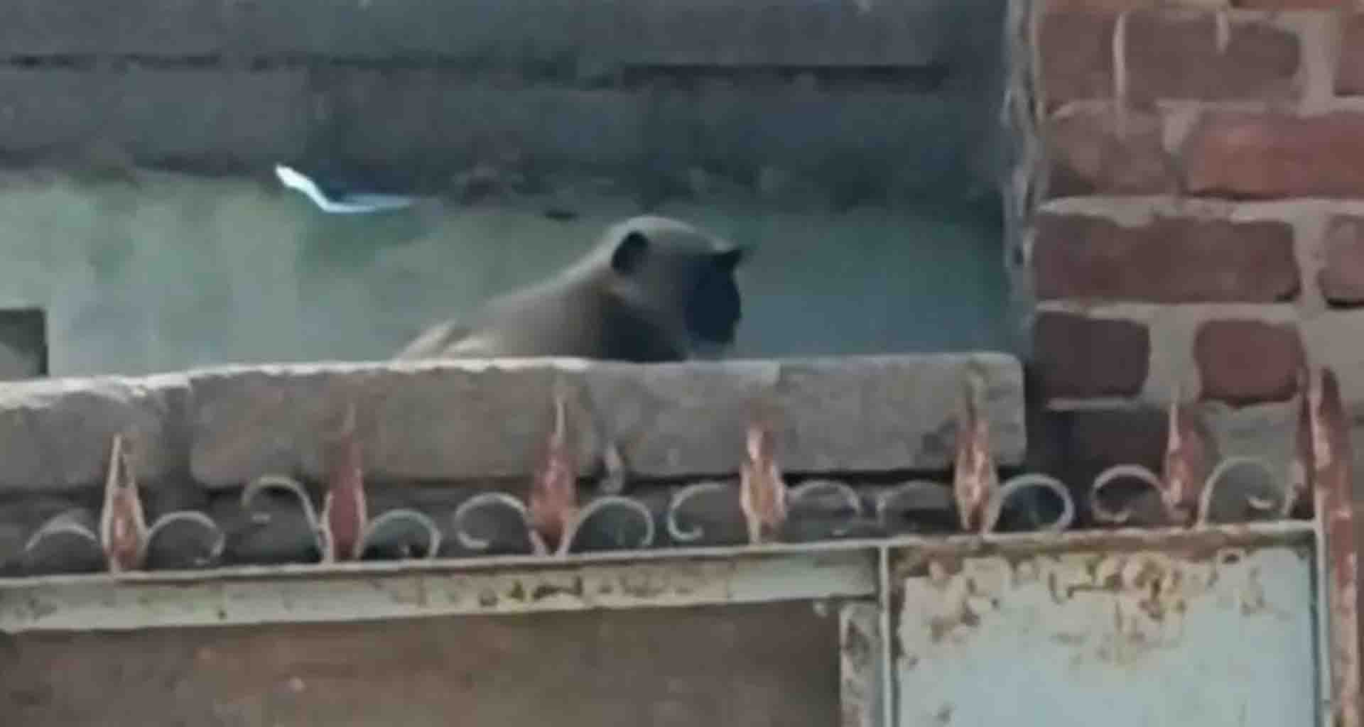 સતત 7 દિવસની ભારે જહેમત બાદ વાવ માંથી વન વિભાગની ટીમે કપિરાજ ને પીંજરે પુરી દીધા