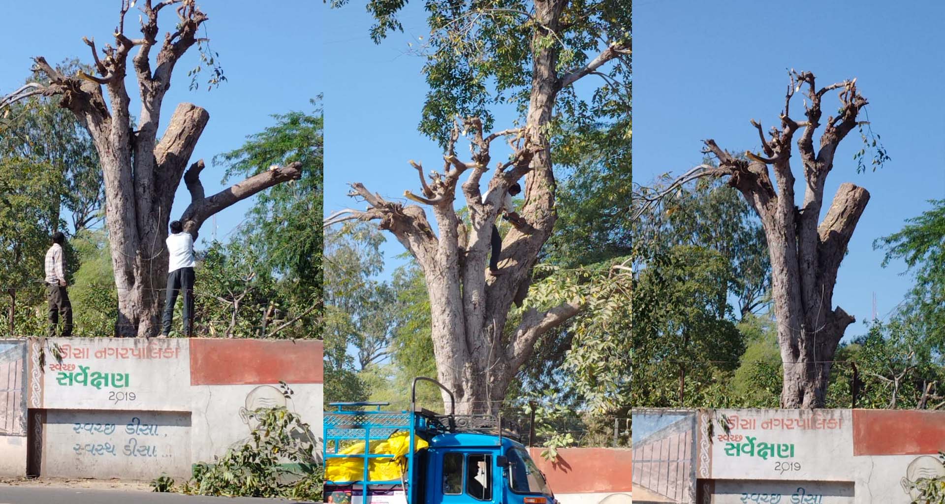 ડીસા સિવિલ હોસ્પિટલ કેમ્પસમાં 'હરિયાળીની કતલ'