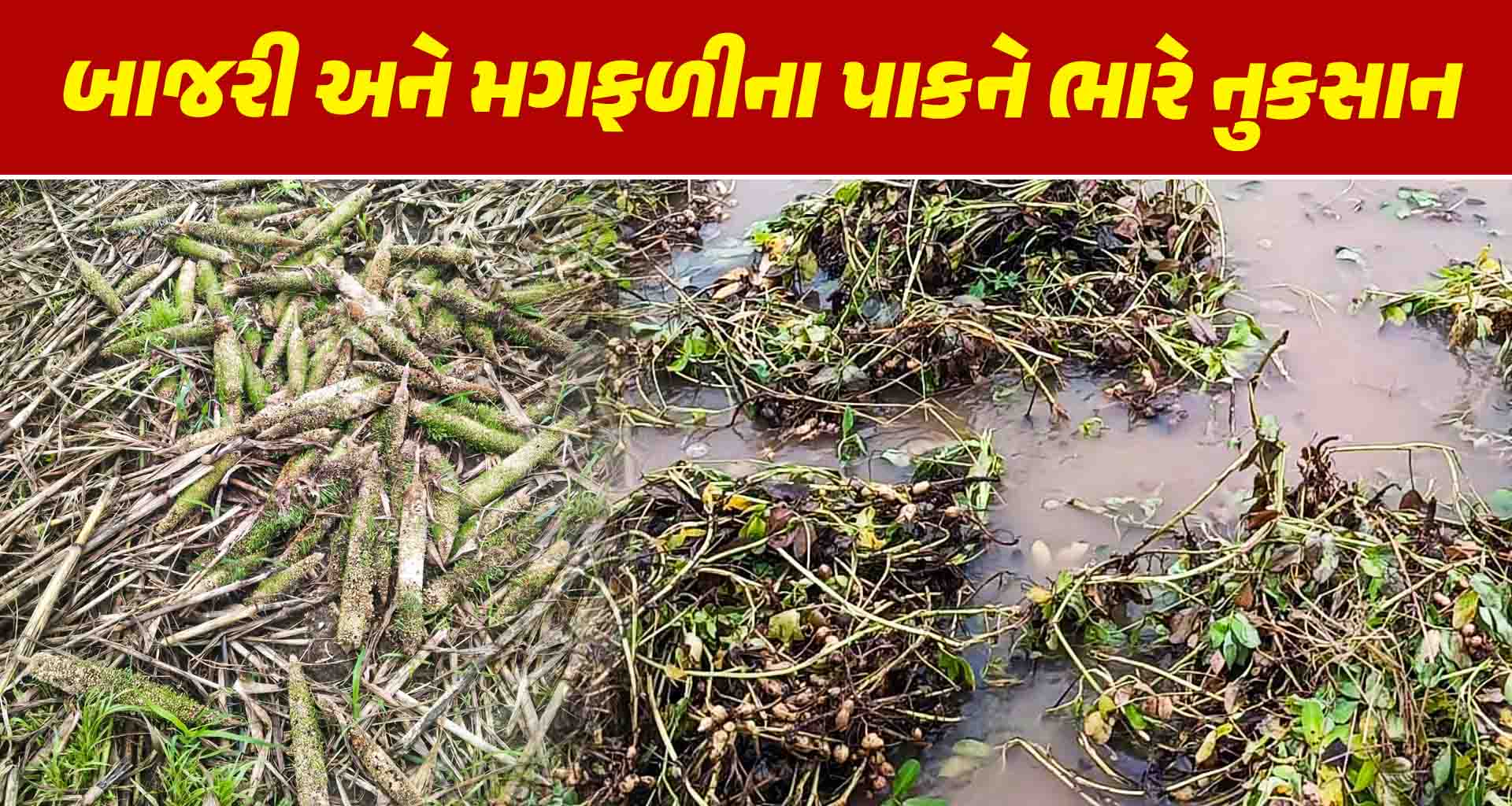 ડીસા તાલુકામાં વરસાદથી ખેડૂતોના બાજરી અને મગફળીના પાકને ભારે નુકસાન