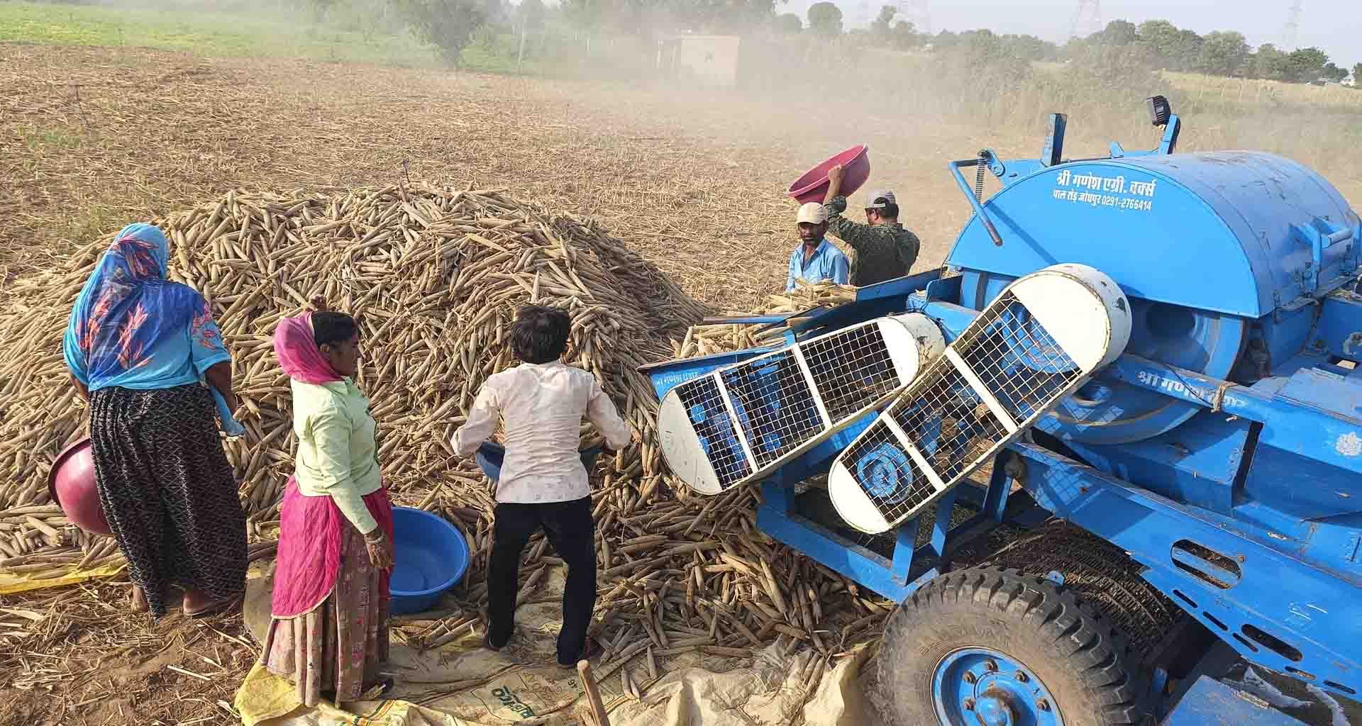 બનાસકાંઠા જિલ્લામાં ઉનાળુ સિઝન લેવાનો ધમધમાટ; ખેડૂતો બાજરી સહિતના પાકો લેવામાં વ્યસ્ત