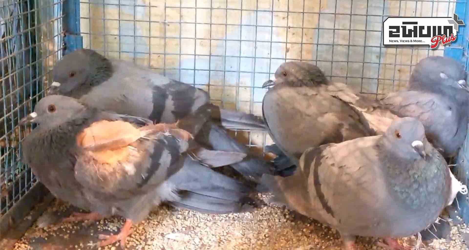 પાલનપુરમાં આકાશી યુદ્ધનો ભોગ બનેલા 100 ઘાયલ પક્ષીઓને મળ્યું નવજીવન
