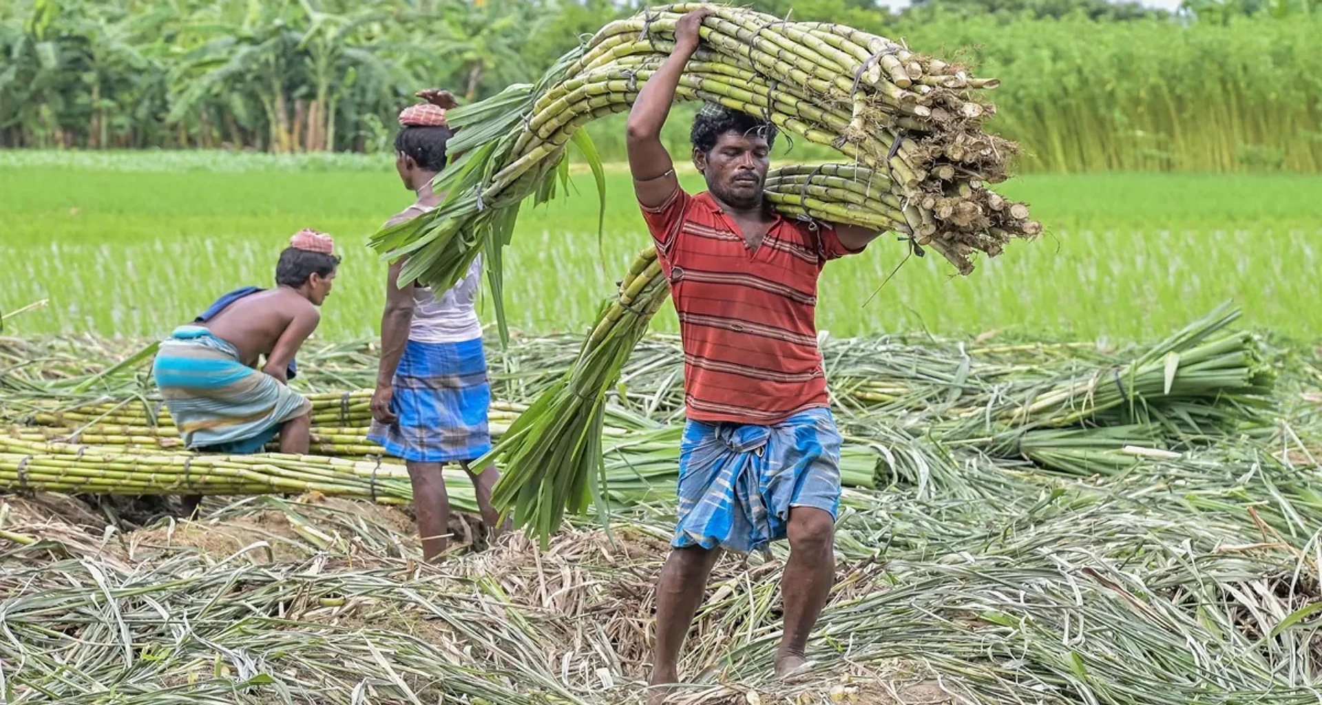 પંજાબ સરકારે શેરડીના ટેકાના ભાવમાં કર્યો વધારો, જાણો નવીનતમ ભાવ