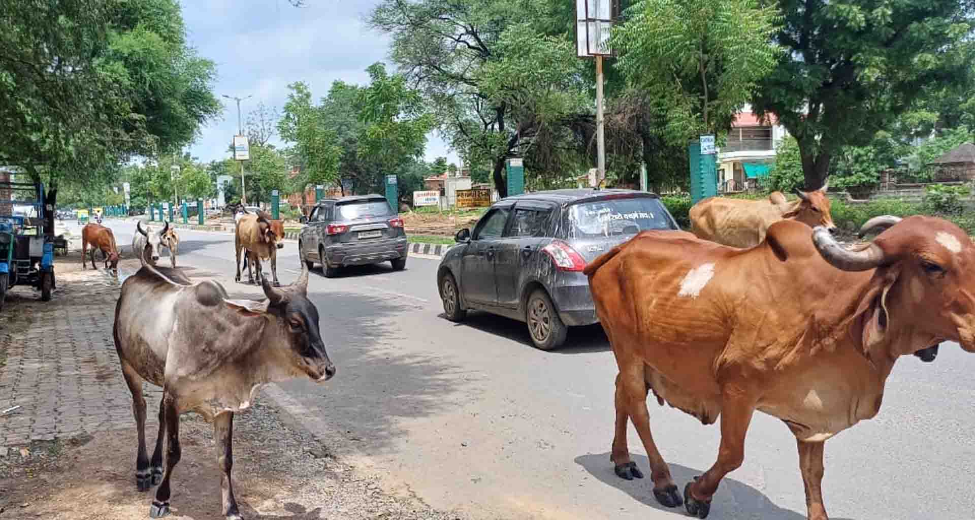 હાઈકોર્ટના હુકમનો માત્ર દેખાવ; મહેસાણા રખડતા ઢોરોએ આખા શહેરને બાનમાં લીધું