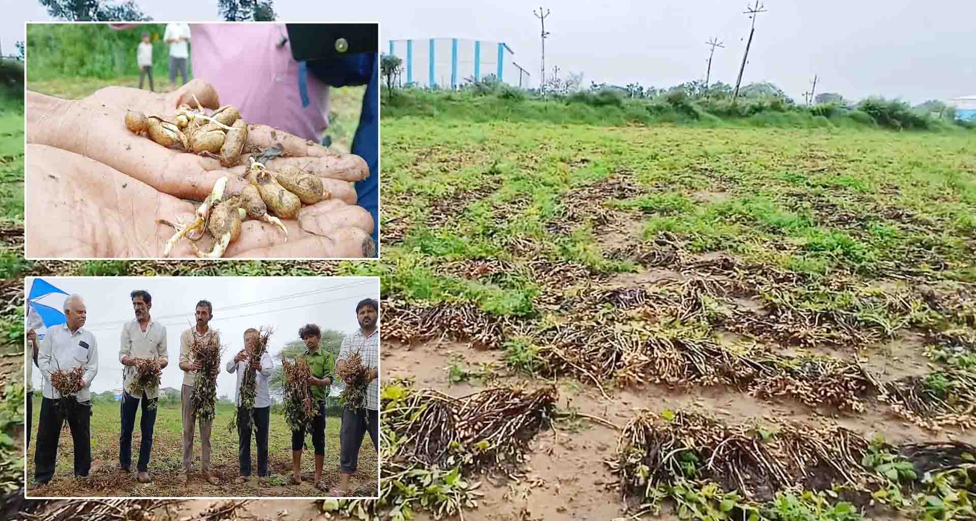 બનાસકાંઠામાં ભારે વરસાદને પગલે ખેડૂતોને વ્યાપક નુકસાન; કલેકટર ને આવેદનપત્ર વળતરની માંગ