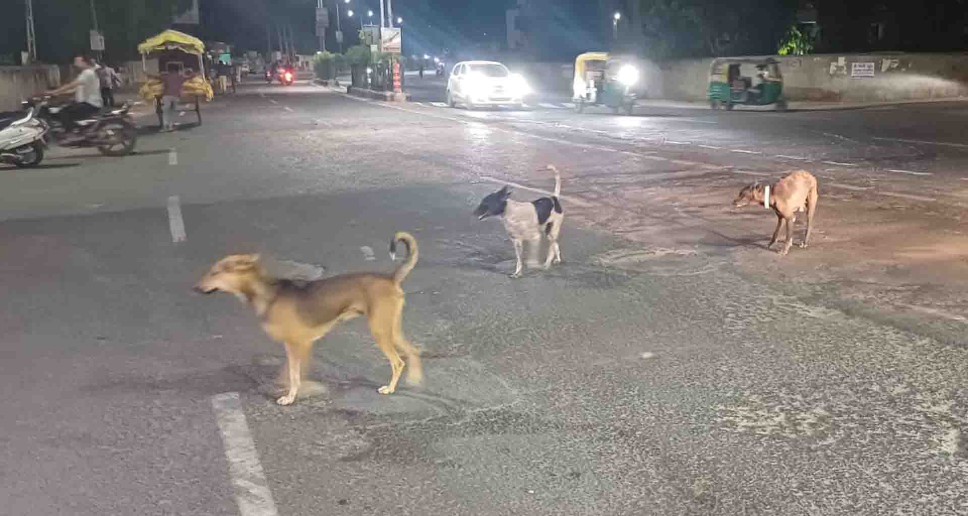 મહેસાણામાં બે સપ્તાહમાં 600થી વધુ લોકોને રખડતા કૂતરાઓએ બચકાં ભર્યા