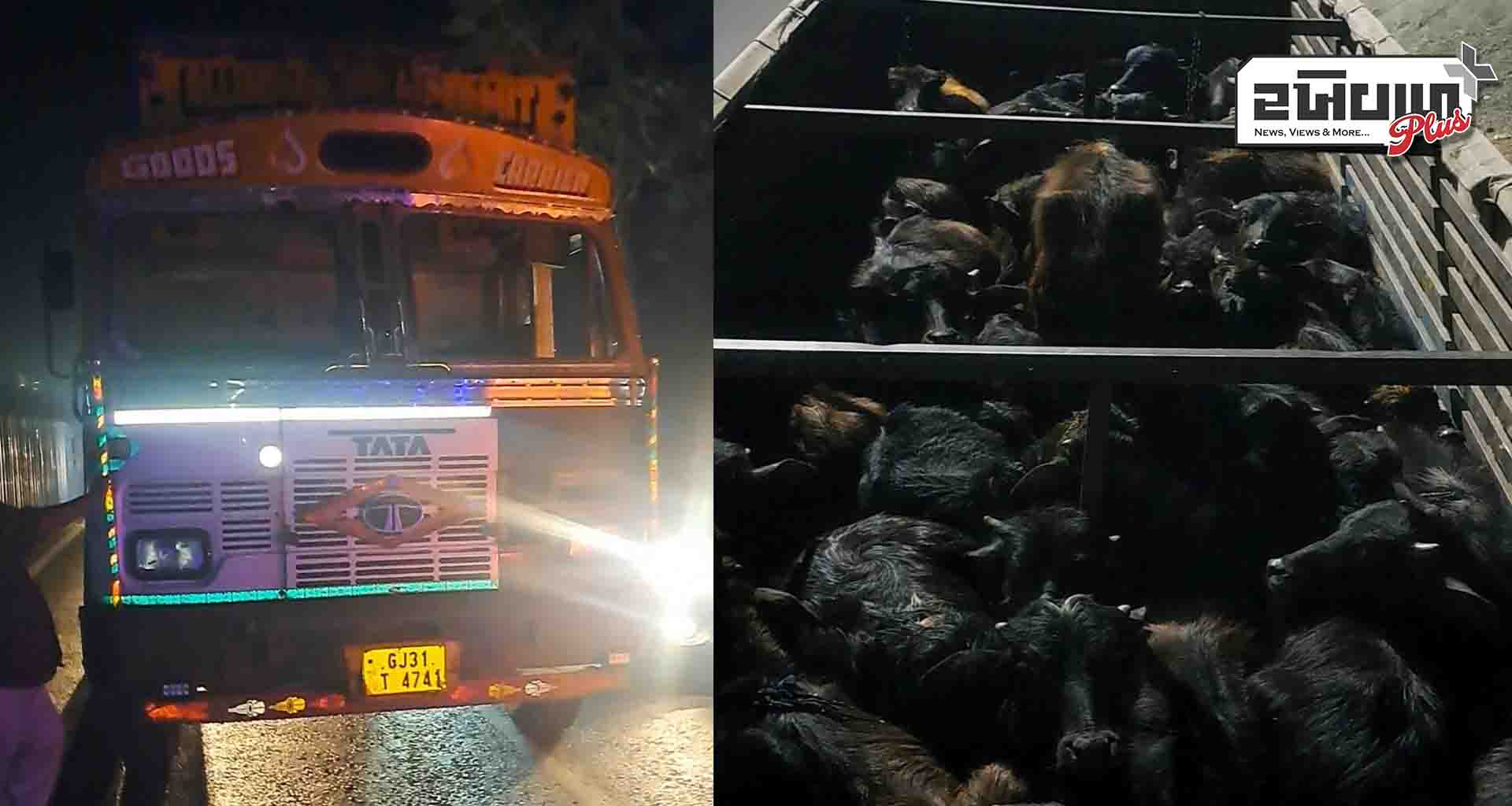 પાલનપુરના જીવદયા પ્રેમીઓ દ્વારા કતલખાને લઈ જવાતા 68 પશુઓને જીવતદાન