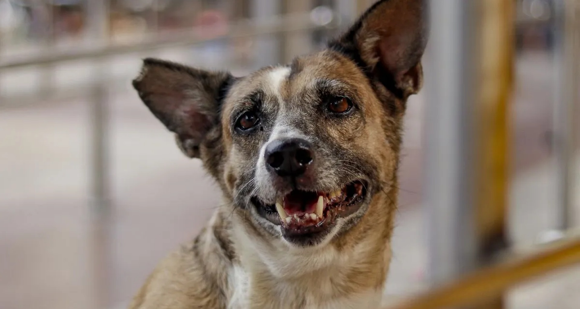 કર્ણાટક સરકારનો મોટો નિર્ણય, કૂતરા કરડવાથી મૃત્યુ પામેલા વ્યક્તિને 5 લાખ રૂપિયાનું વળતર અપાશે