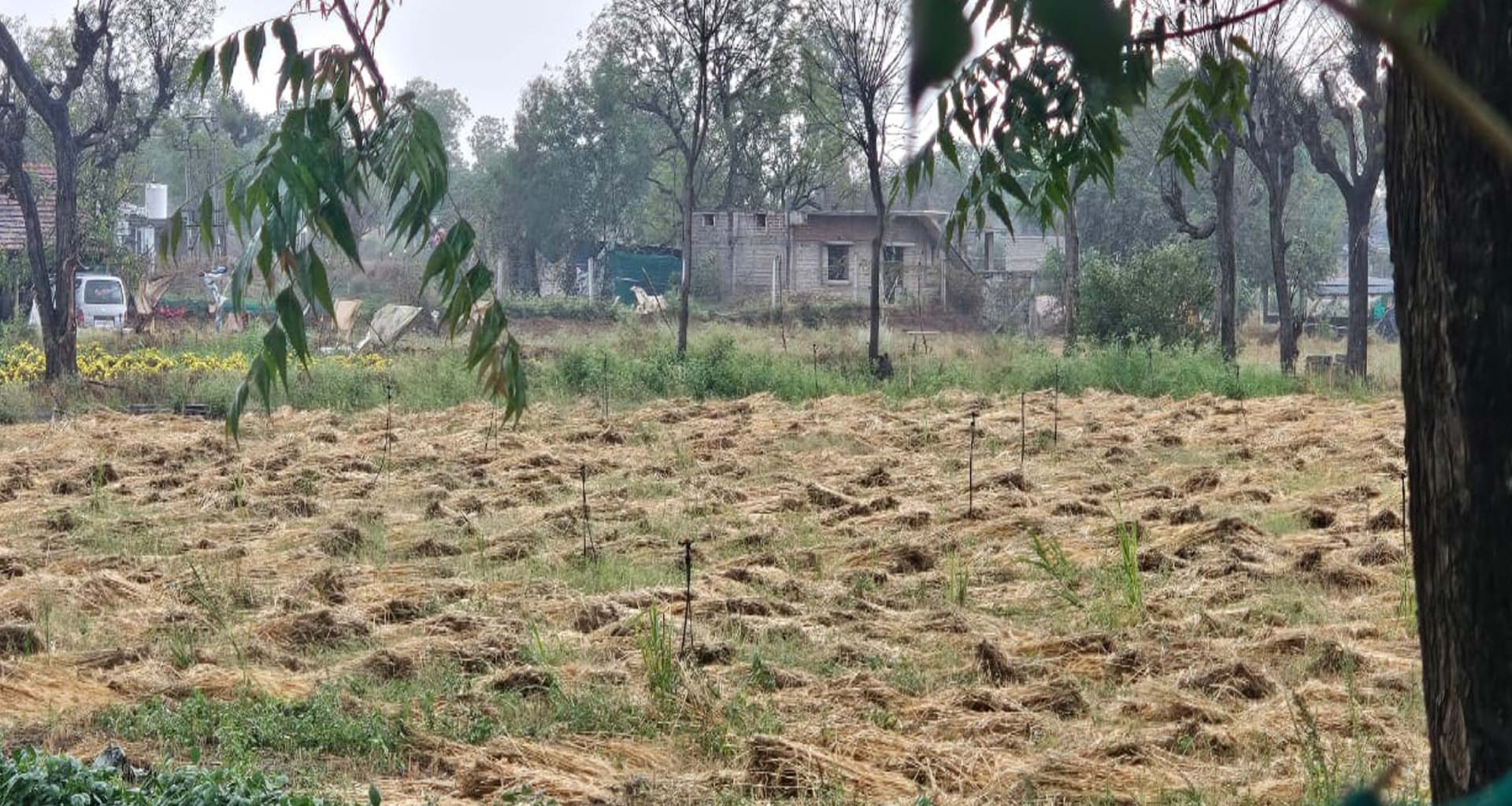 ડીસા પંથકમાં કુદરતનો પ્રકોપ: વાવાઝોડા સાથે કમોસમી વરસાદ, ખેડૂતોના મોંએ આવેલો કોળિયો છીનવાયો