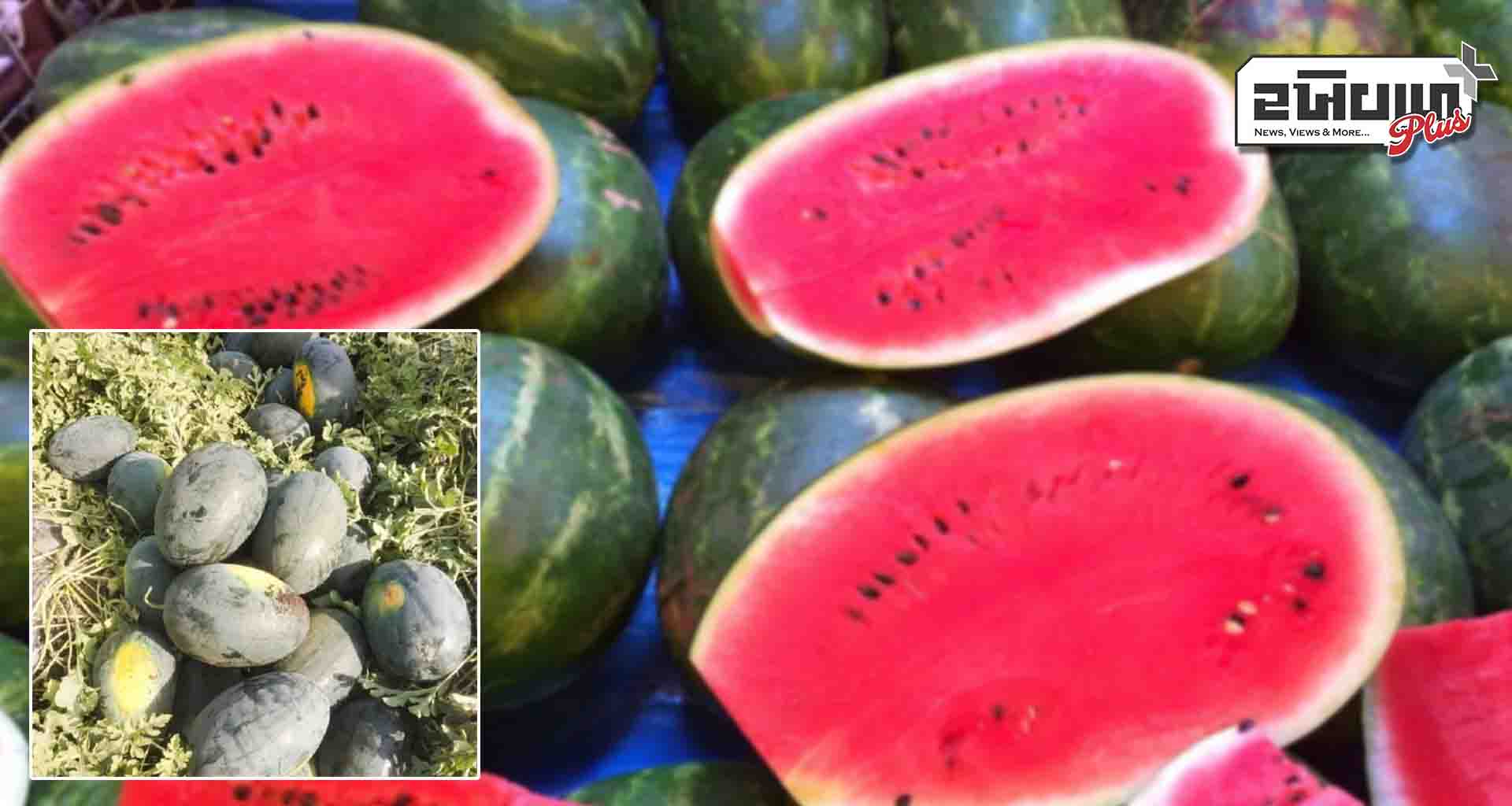 ઉનાળાના સમયમાં તરોતાજા તરબૂચની વિશેષ માંગ