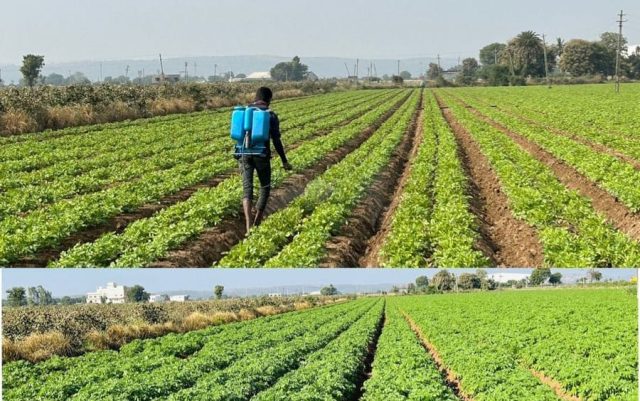 વર્ષ 2024-25માં ગુજરાતમાં 48.59 લાખ ટન બટાટાનું ઉત્પાદન થયું, જેમાં વેફર્સ અને ફ્રેન્ચ ફ્રાઈસ બનાવવા માટેના પ્રોસેસ્ડ બટાટાનો પણ સમાવેશ