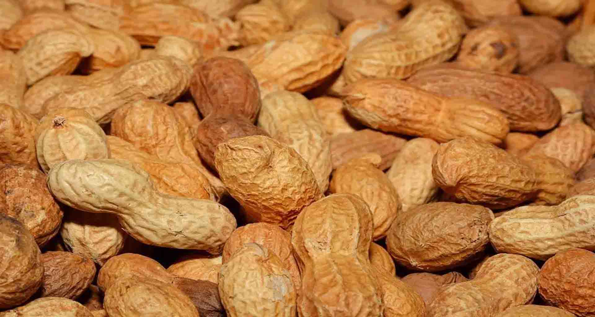 ડીસા માર્કેટયાર્ડમાં મગફળીની આવકમાં 3.5 લાખ બોરીનો ધરખમ ઘટાડો