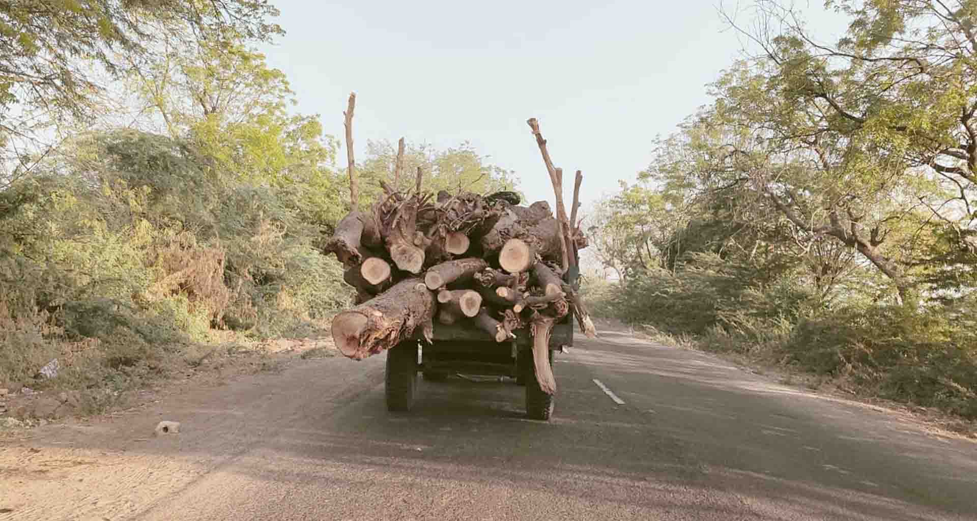 તંત્રની રહેમ નજર હેઠળ વાવનાં ગ્રામીણ વિસ્તારમાંથી મોટા પ્રમાણમાં લીલાં વૃક્ષોનું નિકંદન