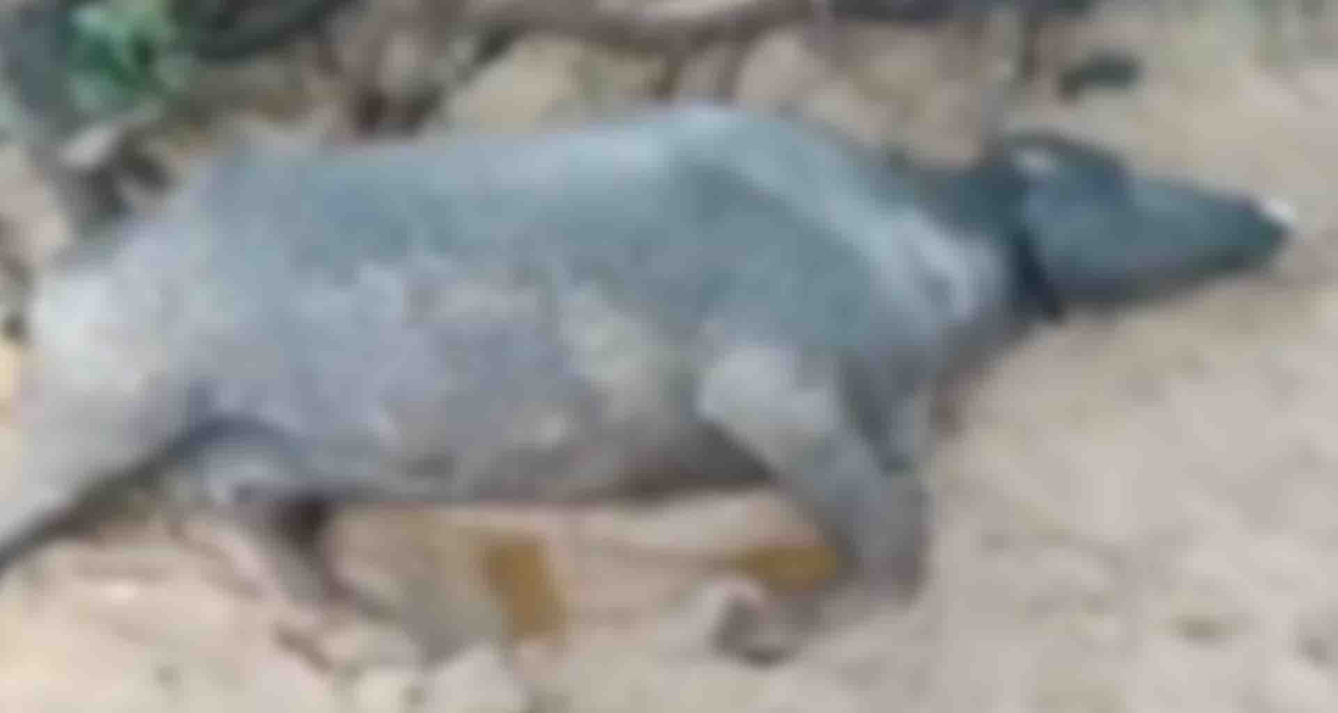 પાટણના હારીજ ખાતે વાડામાં બાંધેલી બે ભેંસોના વીજળી પડતાં મોત