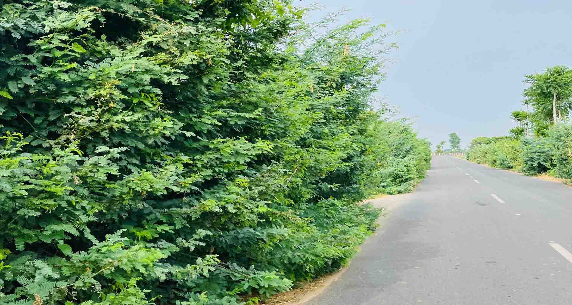 ભીલડીથી નવા નેસડા રોડ ઉપર ગાંડા બાવળોનું સામ્રાજ્ય : અકસ્માતની ભીતિ