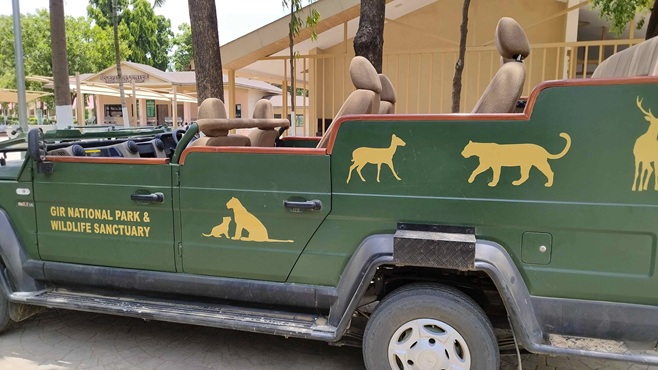 સાસણ જંગલ સફારીનો પ્રારંભ, પ્રવાસીઓ માટે સફારી ખુલ્લી મુકવામાં આવી