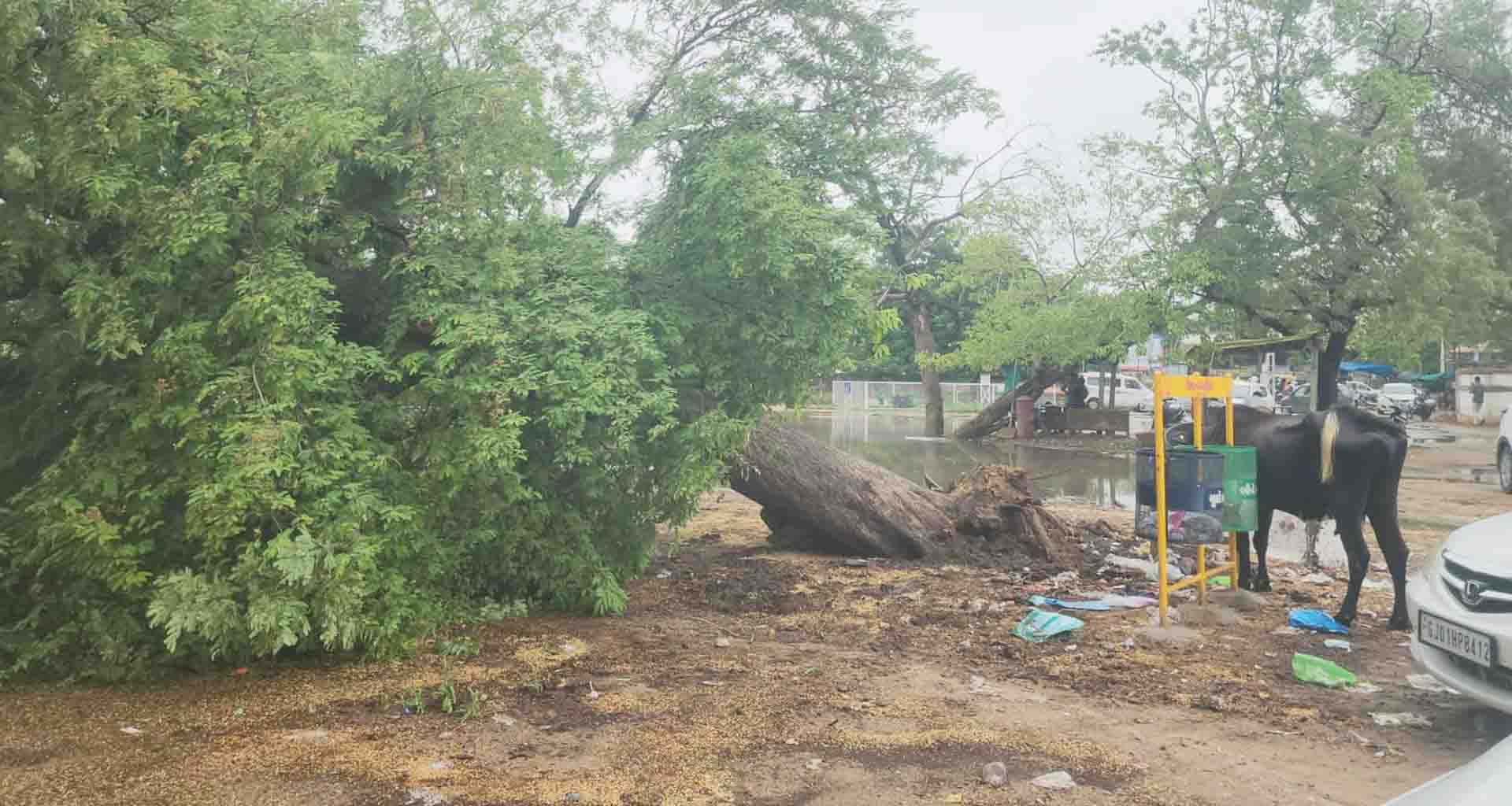 ડીસા મામલતદાર કચેરી કમ્પાઉન્ડમાં બે વિશાળ વૃક્ષો ધરાશાઈ, મોટી દુર્ઘટના ટળી