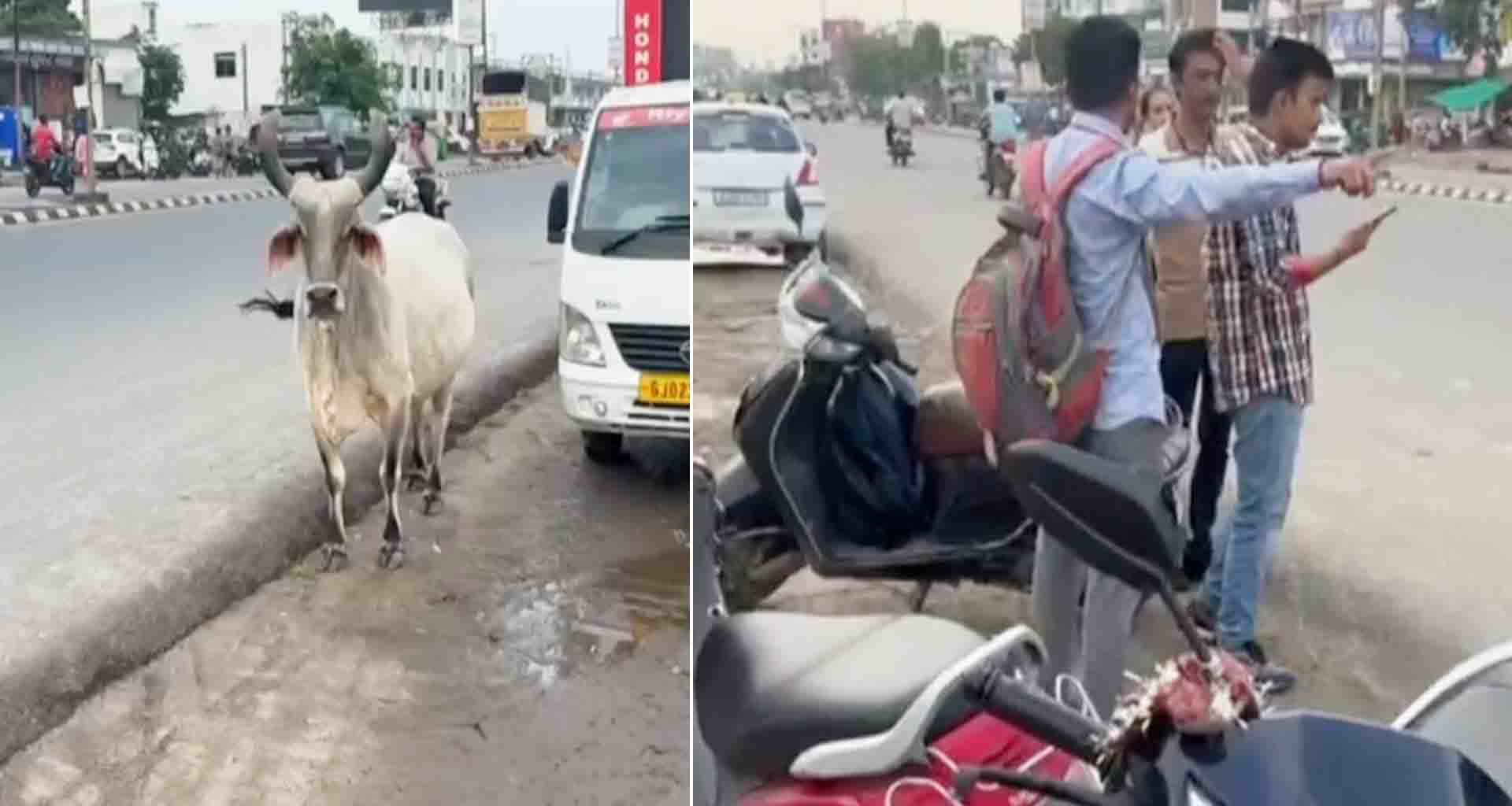 મહેસાણા રાધનપુર હાઈવે પર રખડતા ઢોરોનો ત્રાસ યથાવત