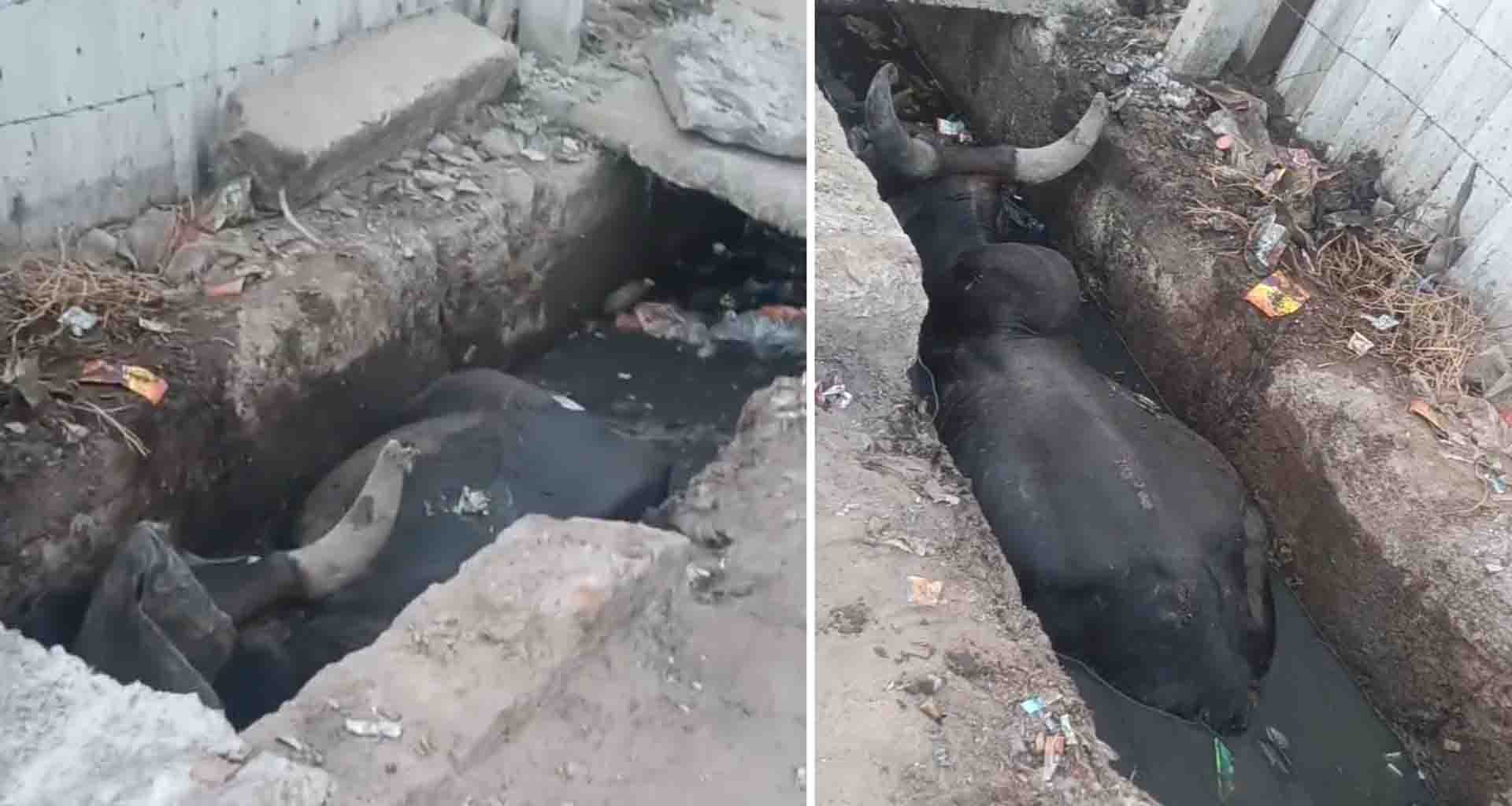 રાધનપુર પાલિકા તંત્રની બેદરકારી ના કારણે ખુલ્લી ભૂગર્ભ ગટરમાં આખલો ખાબકયો