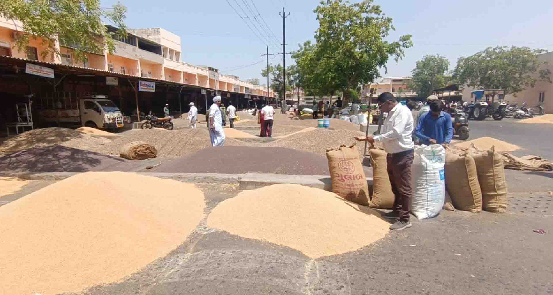 પાટણ માર્કેટયાર્ડમાં વિવિધ જણશોની બંમ્પર આવક સાથે તમાકુયાડૅમાં ૪૦ હજારથી વધુ બોરીની આવક
