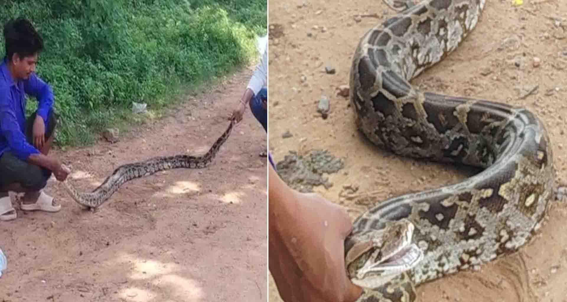 સાબરકાંઠા; અગીયોલ ગામે અજગર નજરે પડતાં ફફડાટ સુરક્ષિત રીતે મુક્ત કરવામાં