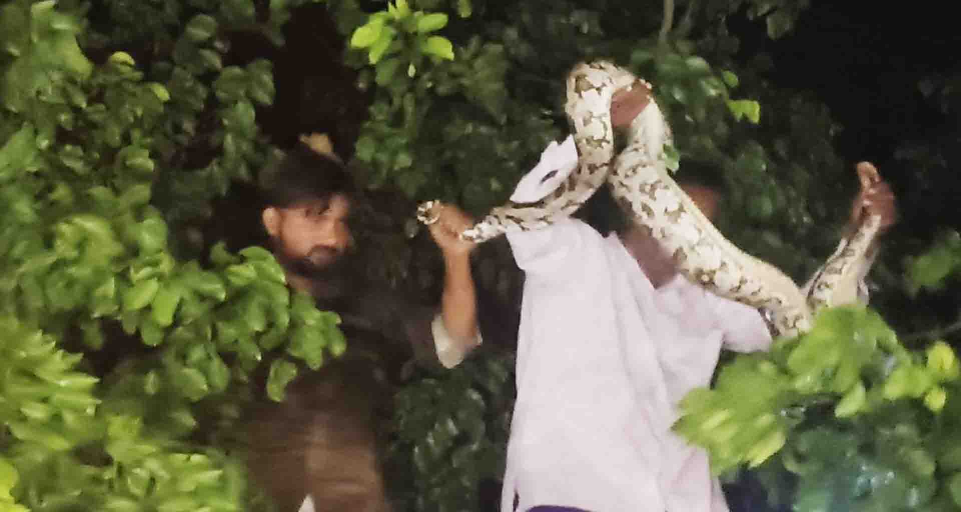 ખેરાલુ; નવ ફૂટનો અજગર જોવા મળ્યો,લોકોના ટોળે ટોળા