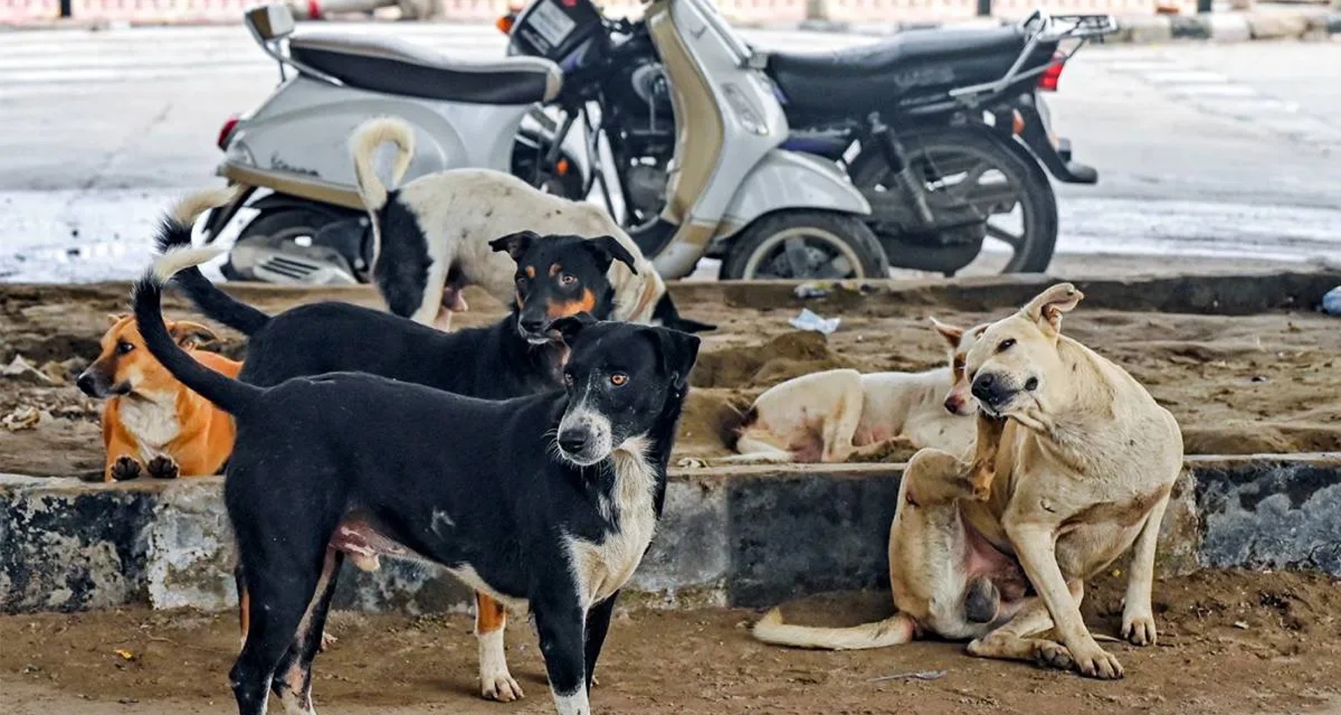 તેલંગાણા હાઈકોર્ટે રખડતા કૂતરા પકડવા પર શરતી સ્ટે આપ્યો, NGOની અરજી પર લીધો મહત્વપૂર્ણ નિર્ણય