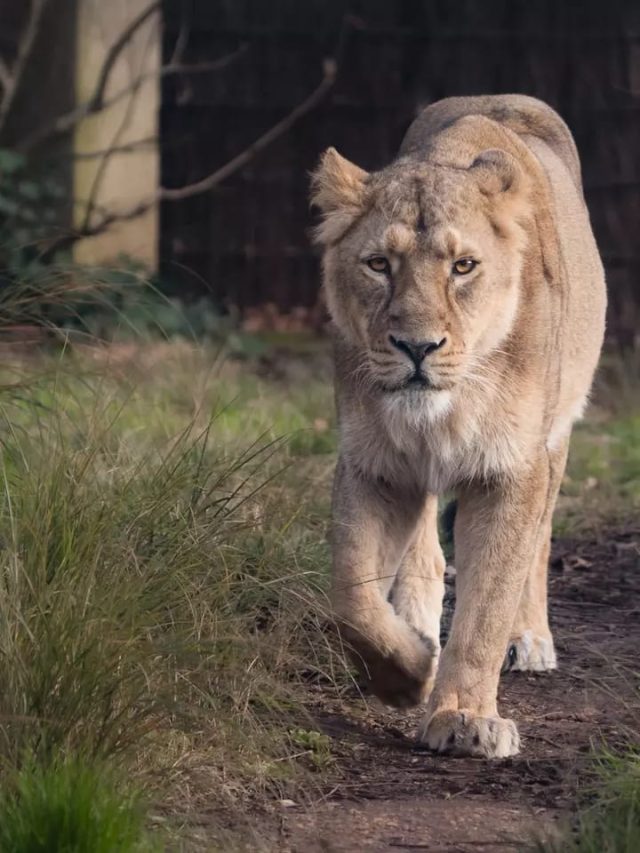 સિંહ ગણતરીના અંદાજ અને ઐતિહાસિક તથ્યો