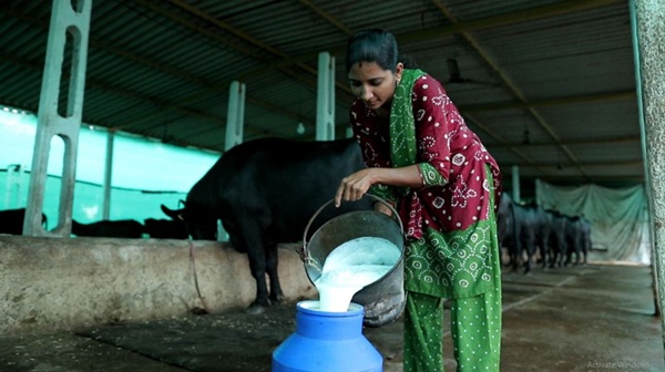 રાજ્ય સરકારના અવિરત પ્રયાસોથી ડેરી અને પશુપાલન ક્ષેત્રે મહિલાઓ બની આત્મનિર્ભર, માસિક ₹1,75,000 ની કમાણી કરે છે કચ્છના સોનલબેન ગોયલ