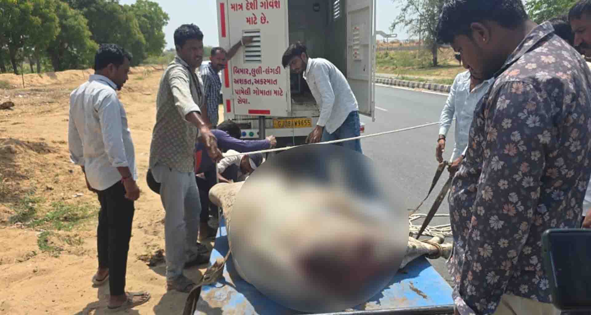 લાખણી પંથકમાં આખલા ઉપર એસિડ હુમલાનો ઉગ્ર વિરોધ