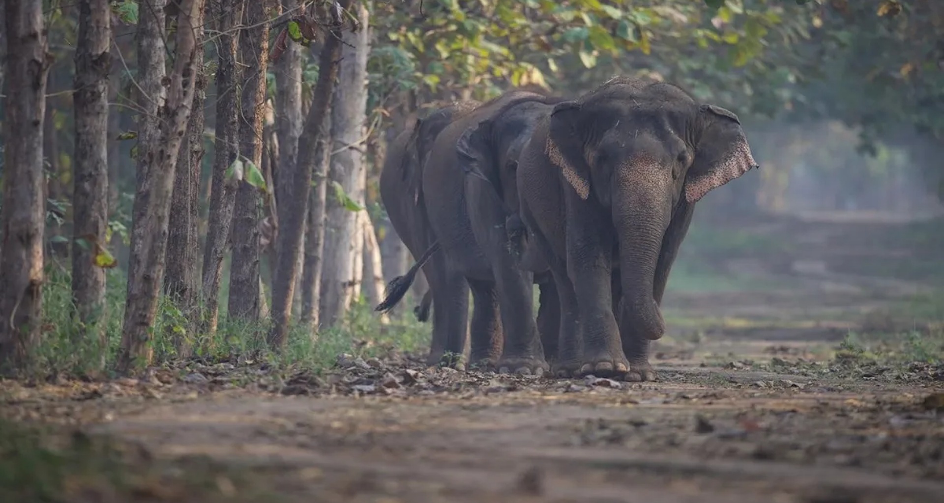 સુપ્રીમ કોર્ટના નિર્ણય બાદ, વંતારાએ એક નિવેદન બહાર પાડ્યું, કહ્યું - હું મારા જીવનભર કરુણા સાથે પ્રાણીઓ અને પક્ષીઓનું રક્ષણ કરતો રહીશ