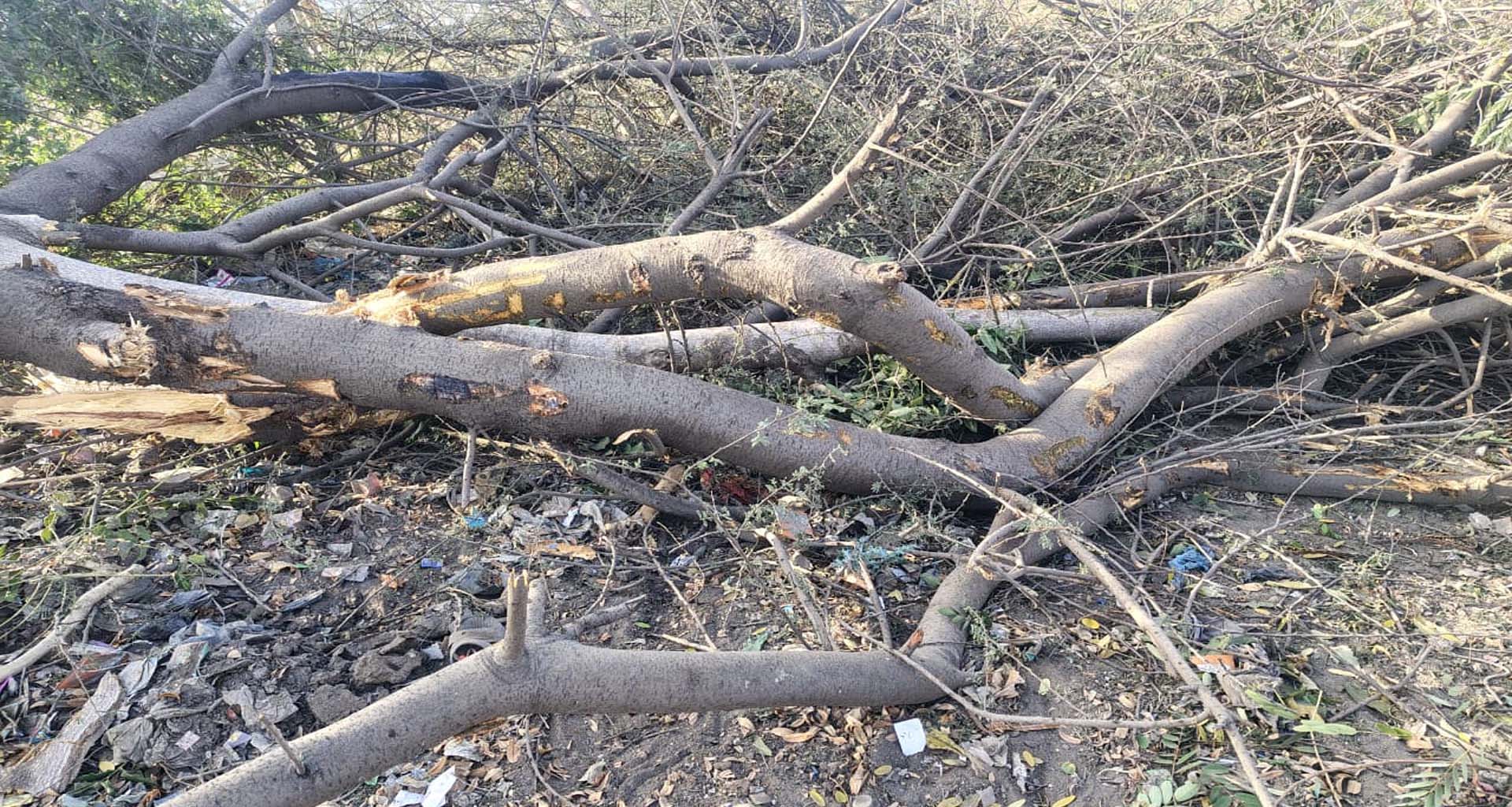 અજાણ્યા શખ્સોનું કારસ્તાન : ડીસા-ભીલડી હાઈવે પર પર્યાવરણનું નિકંદન