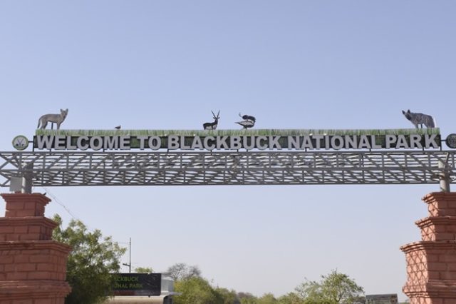 પ્રકૃતિપ્રેમીઓ માટે ભાવનગરનું કાળીયાર રાષ્ટ્રીય ઉદ્યાન સ્વર્ગ સમાન; ૩૪ ચો.કિ.મી. વિસ્તારમાં ૫ હજાર કાળિયાર મુક્ત રીતે વિચરી રહ્યા છે