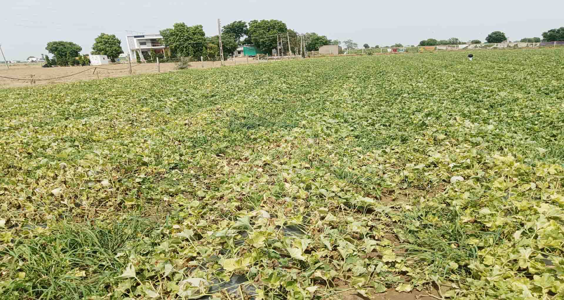 ડીસામાં કમોસમી વરસાદથી ખેતીના પાકોને વ્યાપક નુકશાન